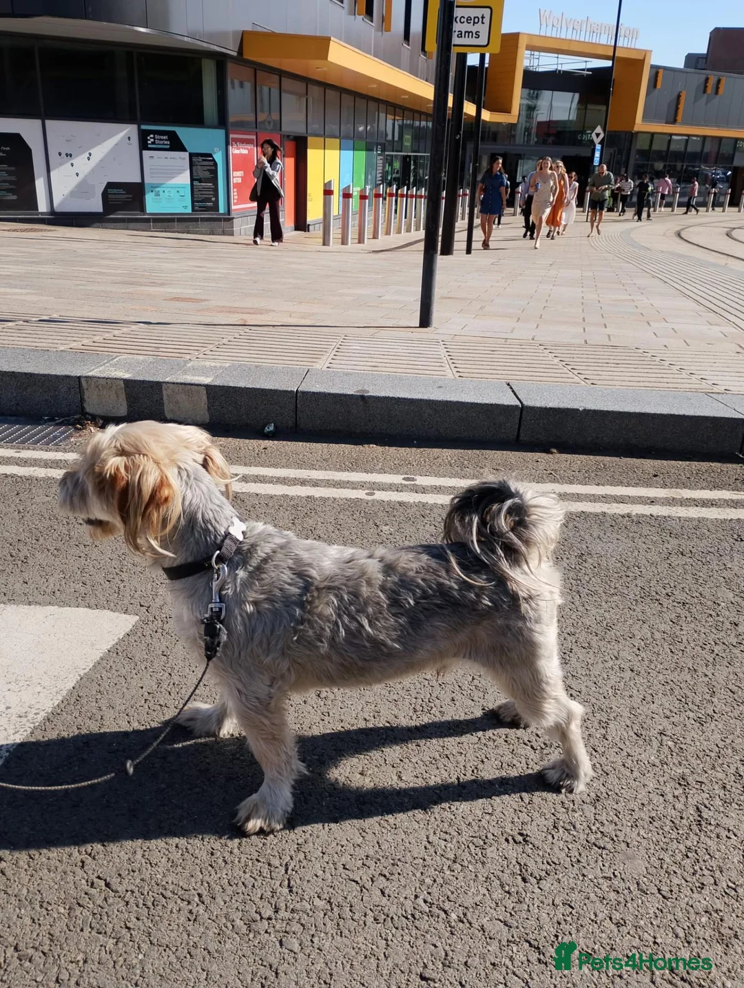 Yorkshire Terrier dogs for sale: Ben is a lovely male, and needs rehoming in Wednesbury - Advert 1
