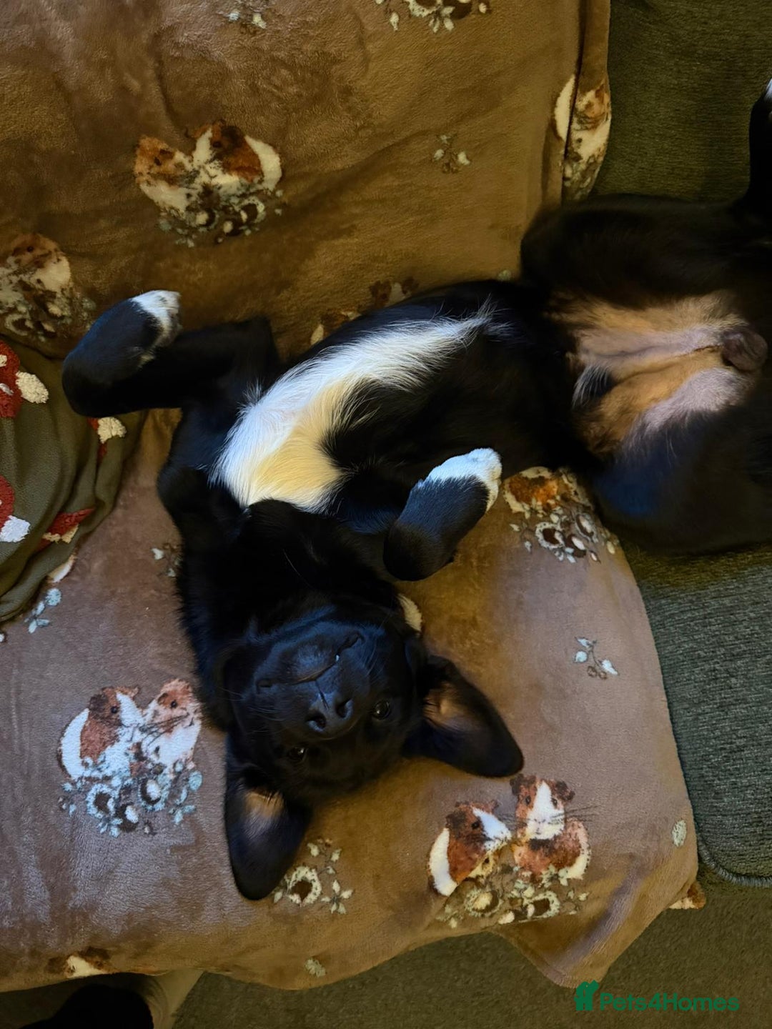 Mixed Breed dogs for adoption: A Bright Boy - looking for the Right Loving Home - Image 20