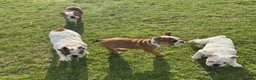 English Bulldog dogs for sale: English Bulldog Puppies  - Advert 10