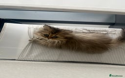 Persian cats for sale: Fluffiest Doll Face Persian Kitten - Image 4