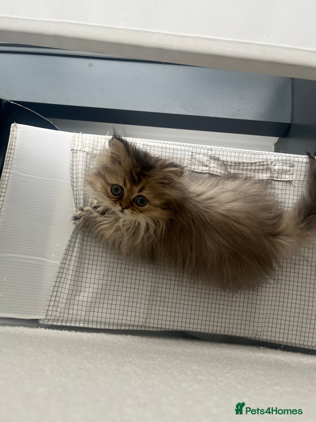 Persian cats for sale: Fluffiest Doll Face Persian Kitten - Image 4