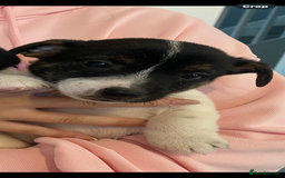 Jack Russell dogs for sale: Jack Russell pups  - Image 4