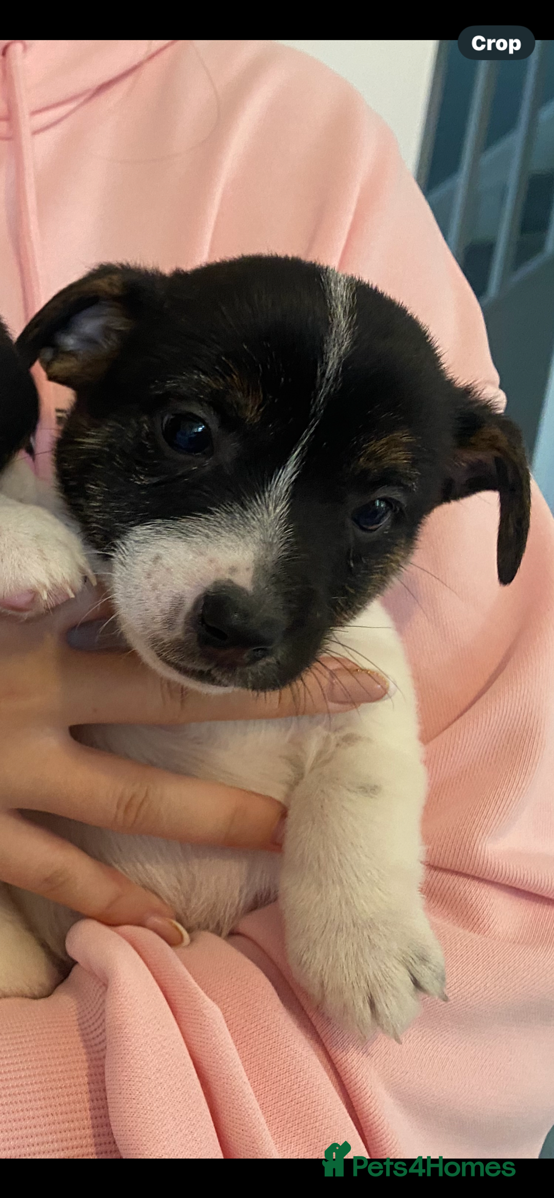 Jack Russell dogs for sale: Jack Russell pups  - Image 4