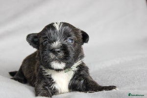 Mixed Breed dogs Tibetan & Cairn Dogs looking for new homes - Advert 4