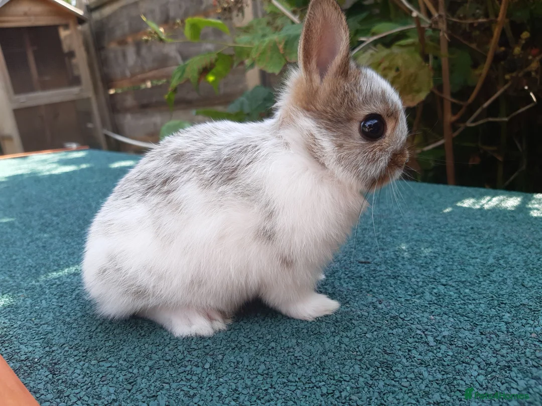 Netherland Dwarf rabbits for sale: Broken netherland dwarf doe - Advert 2