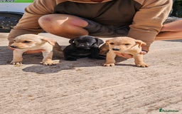 Labrador Retriever dogs for sale: Labradour Dog puppies  - Image 2