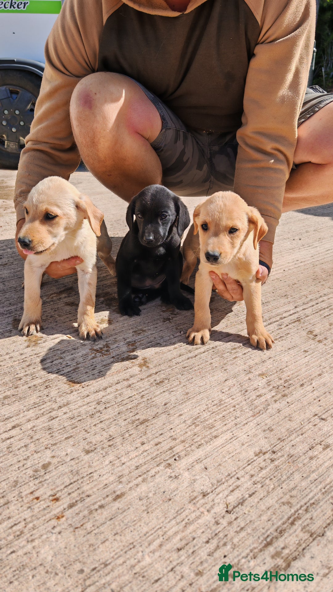 Labrador Retriever dogs for sale: Labradour Dog puppies  - Image 2
