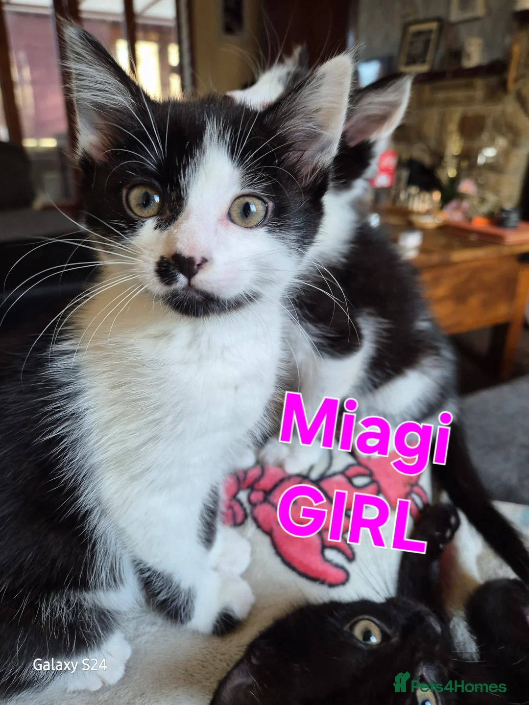 British Shorthair cats for sale: Kittens 😸  - Advert 2