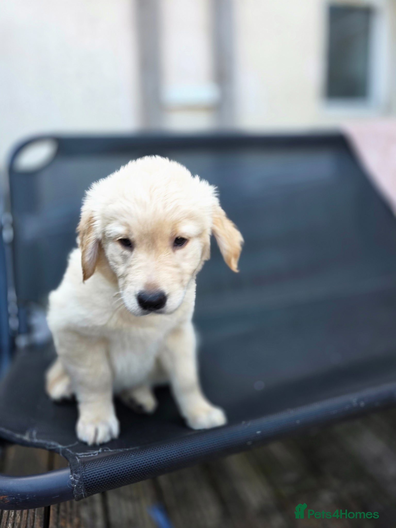 Golden Retriever dogs Golden retrievers pure breed. - Advert 2