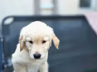 Golden Retriever dogs Golden retrievers pure breed. - Advert 2