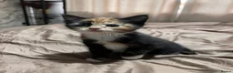 Mixed Breed cats for sale: 4 tortie female kittens - Advert 10