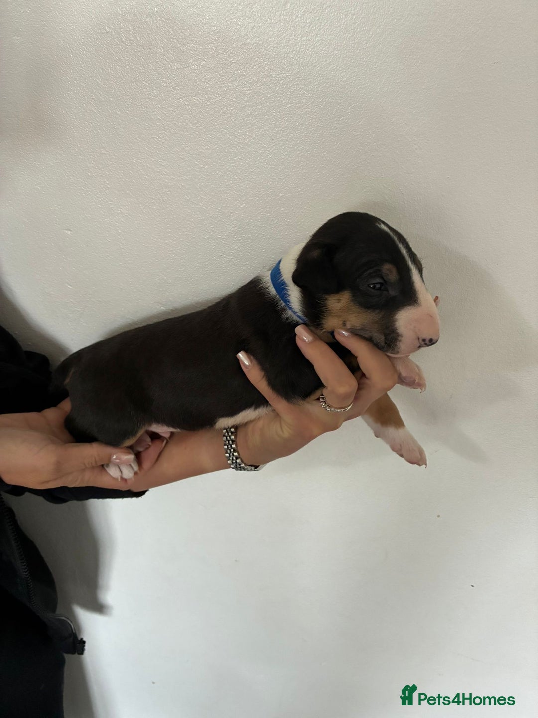 English Bull Terrier dogs for sale: English Bull Terrier puppies🐾KC Registered  - Image 17