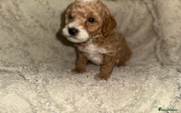 Cockapoo dogs for sale: Unique cockapoo babies 🧸 - Image 4