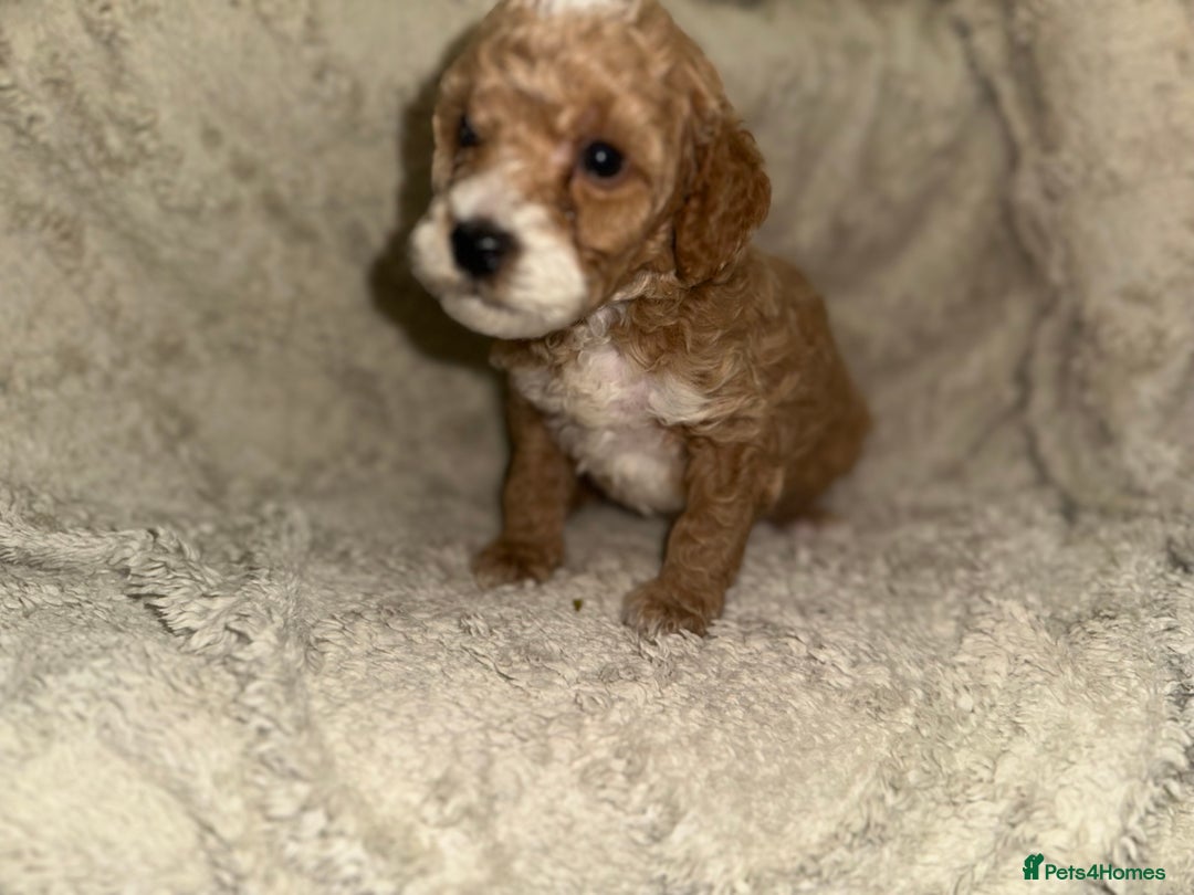 Cockapoo dogs for sale: Unique cockapoo babies 🧸 - Image 4