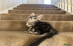 Maine Coon cats for sale: Pure Maine coon - Image 19