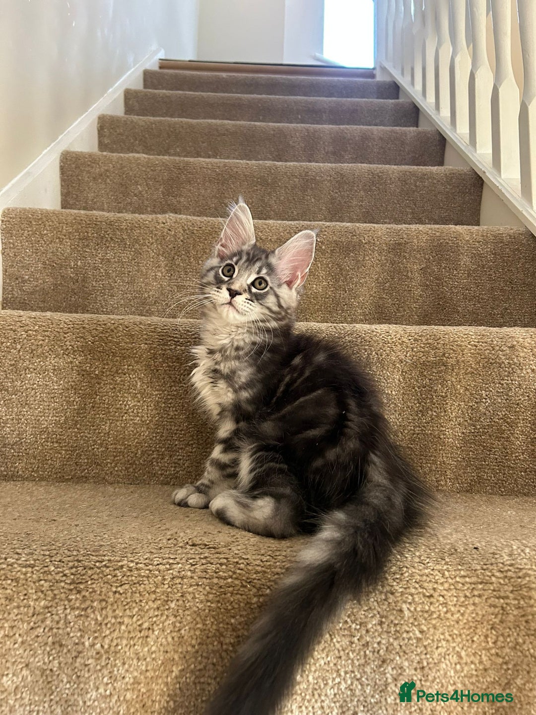 Maine Coon cats for sale: Pure Maine coon - Image 19