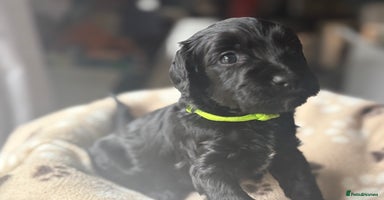 Cockapoo dogs - Advert 4