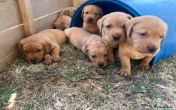 Labrador Retriever dogs for sale: Fox Red Labrador puppies  - Image 15