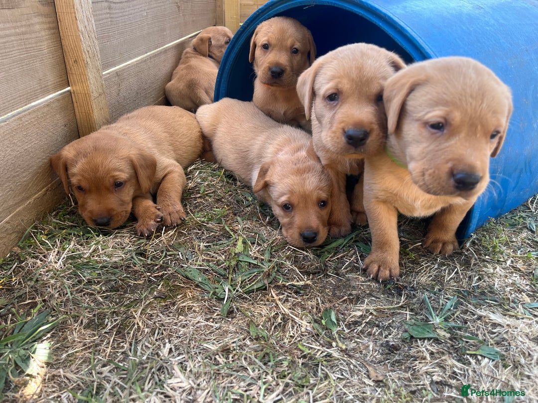 Labrador Retriever dogs for sale: Fox Red Labrador puppies  - Image 15