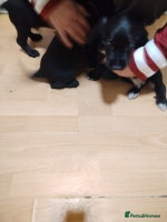 Cocker Spaniel dogs 3 kc reg cocker spaniels - Advert 5