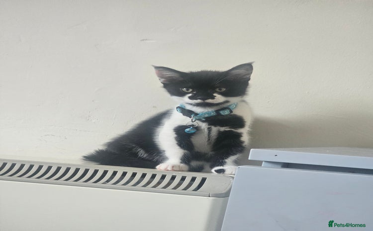 British Shorthair cats - Advert 15