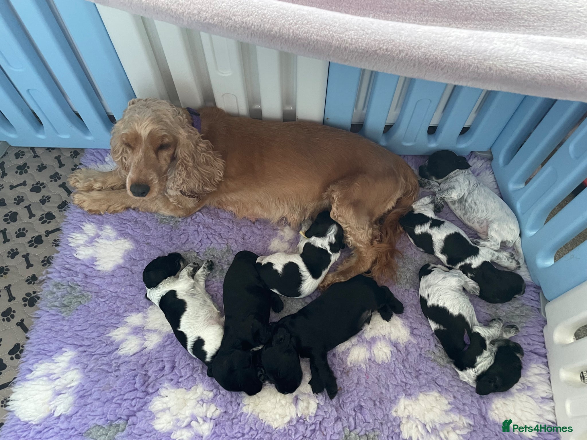 Cocker Spaniel dogs KC registered Show Cocker spaniel puppies  - Advert 2