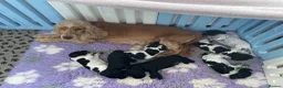 Cocker Spaniel dogs for sale: KC registered Show Cocker spaniel puppies  - Advert 1