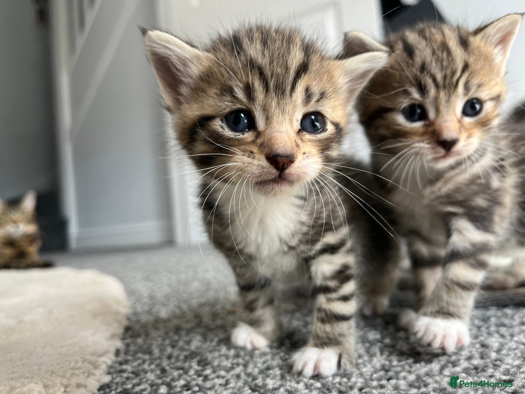 Mixed Breed cats for sale: Female Tabby Mixed Breed Kitten  - Image 3