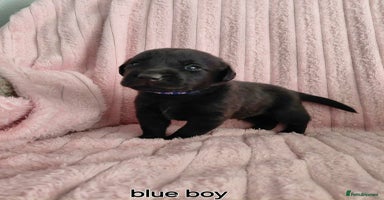 Borador dogs - Advert 3