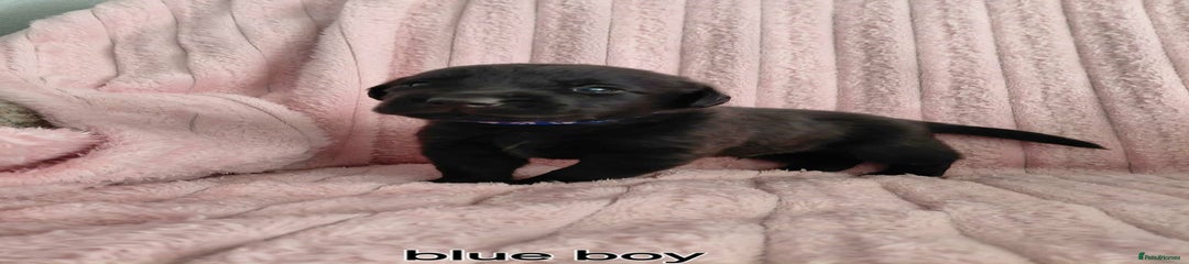 Borador Puppy blue