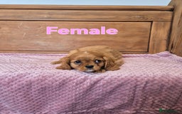 Cavalier King Charles Spaniel dogs for sale: Cavalier King Charles Spaniels - Image 1