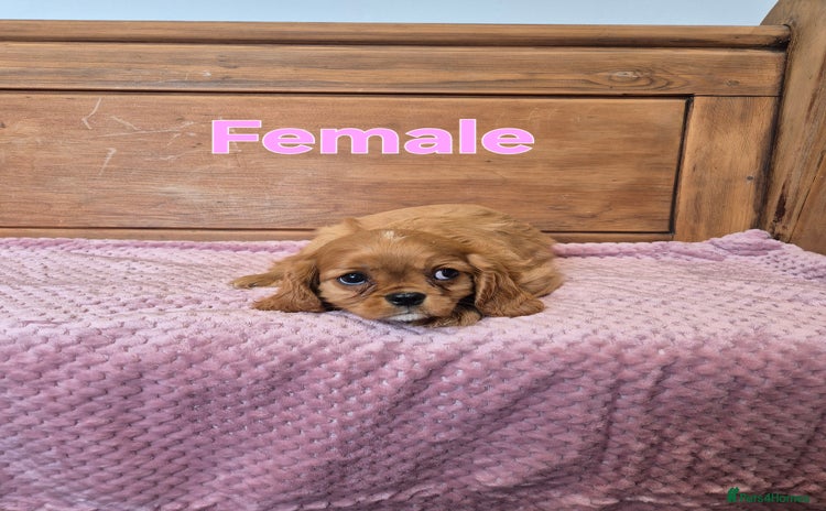Cavalier King Charles Spaniel dogs - Advert 2