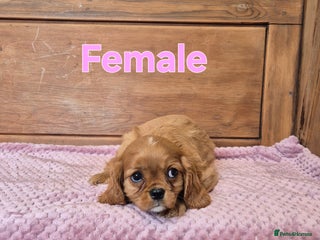 Cavalier King Charles Spaniel dogs - Advert 35