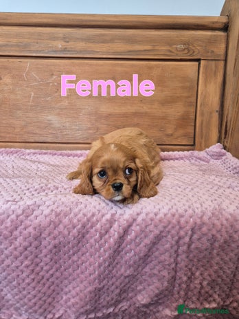 Cavalier King Charles Spaniel dogs - Advert 3