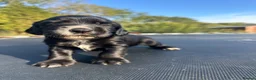 Cocker Spaniel dogs for sale: Cocker spaniels puppies for sale - Advert 3