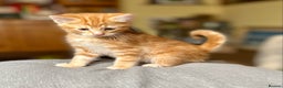Mixed Breed cats for sale: Gorgeous Ginger And Tortoiseshell Female Kittens - Advert 22