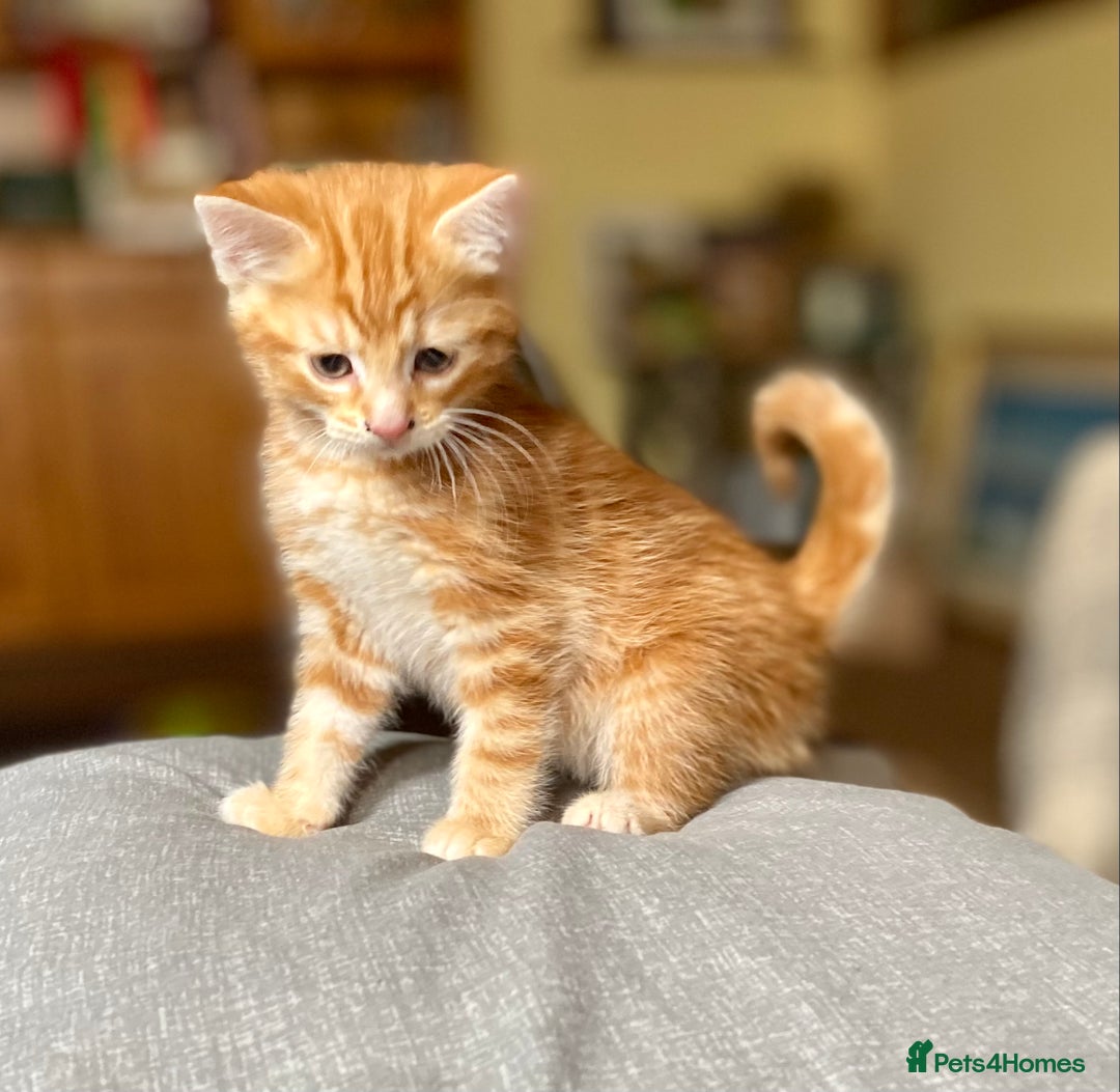 Mixed Breed cats for sale: Gorgeous Ginger And Tortoiseshell Female Kittens - Advert 22
