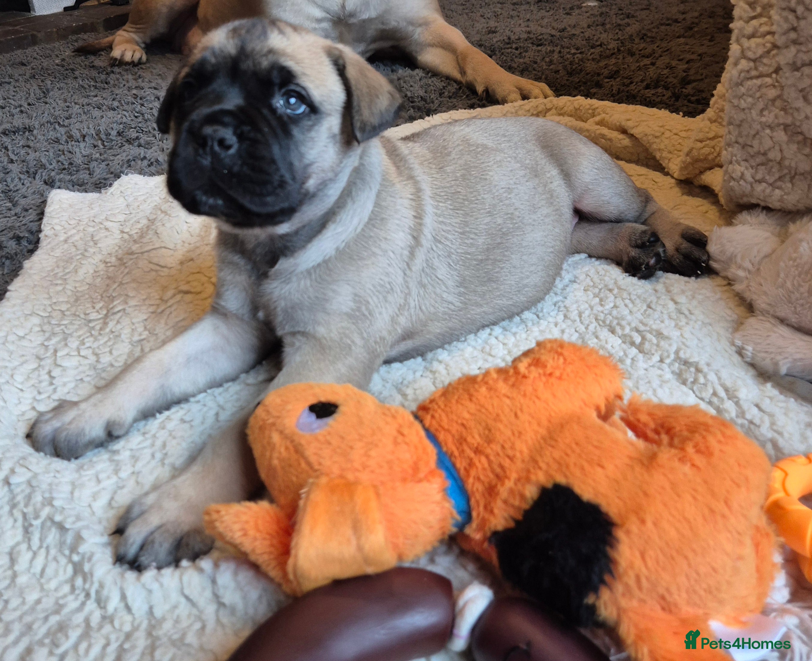 Bullmastiff dogs Beautiful Bullmastiff Puppy - Advert 1