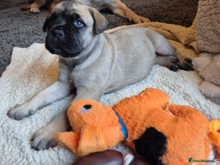 Bullmastiff dogs Beautiful Bullmastiff Puppy - Advert 1