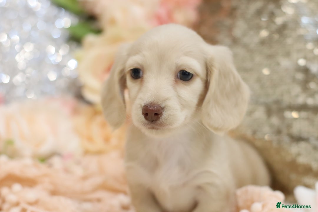 Miniature Dachshund dogs for sale: KC Registered Cream Longhair Puppies - Image 19