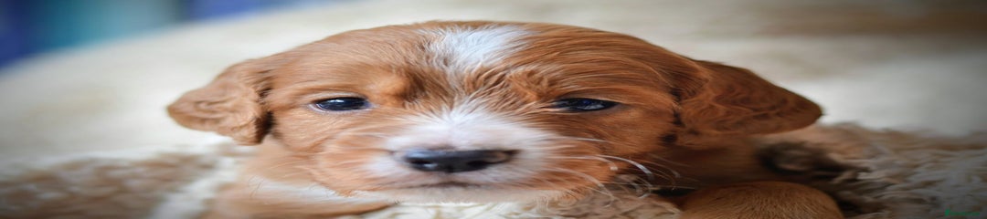 Cocker Spaniel Puppy 3