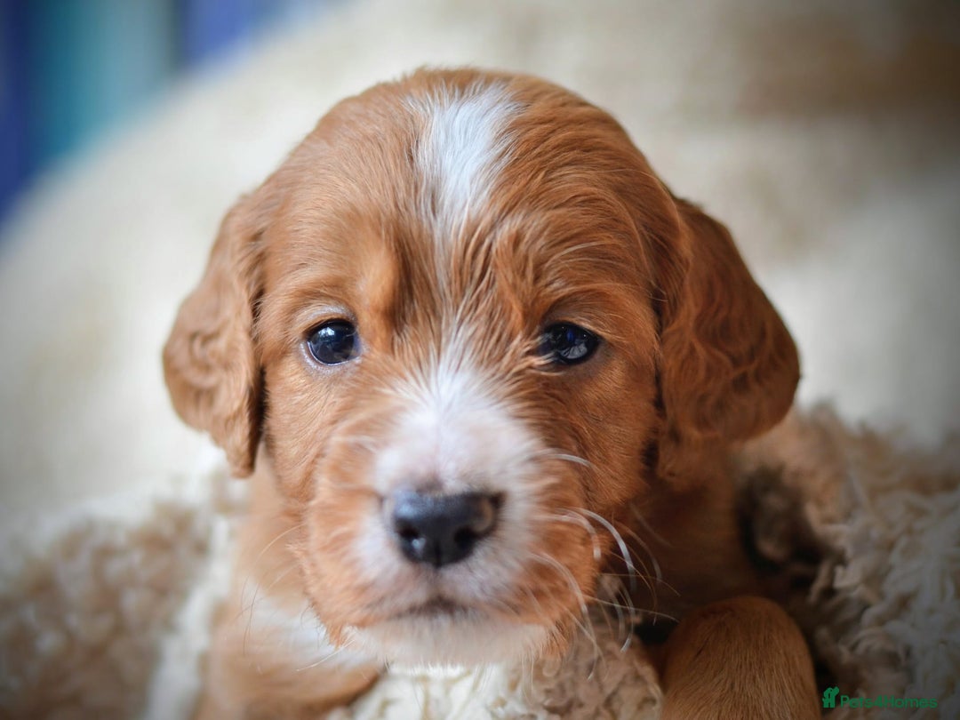 Cocker Spaniel dogs for sale: Stunning KC Cocker Spaniels DNA & EYE-checked - Image 4