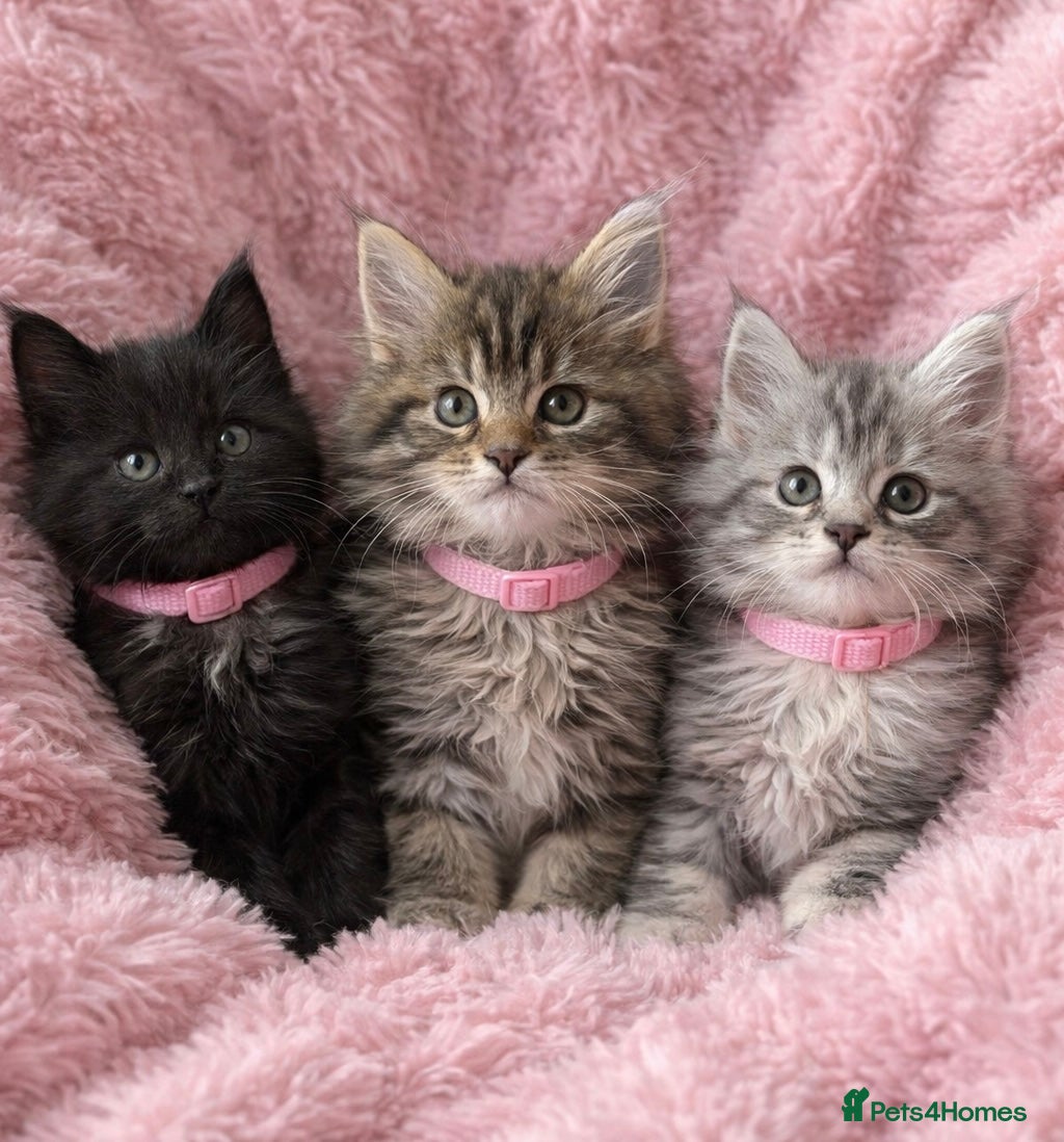 Maine Coon cats Several litters of Outstanding pedigree kittens  - Advert 9