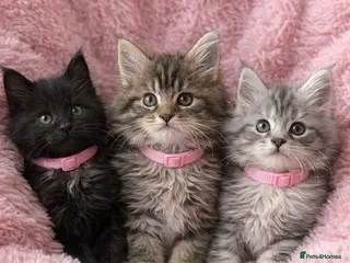 Maine Coon cats Several litters of Outstanding pedigree kittens - Advert 9