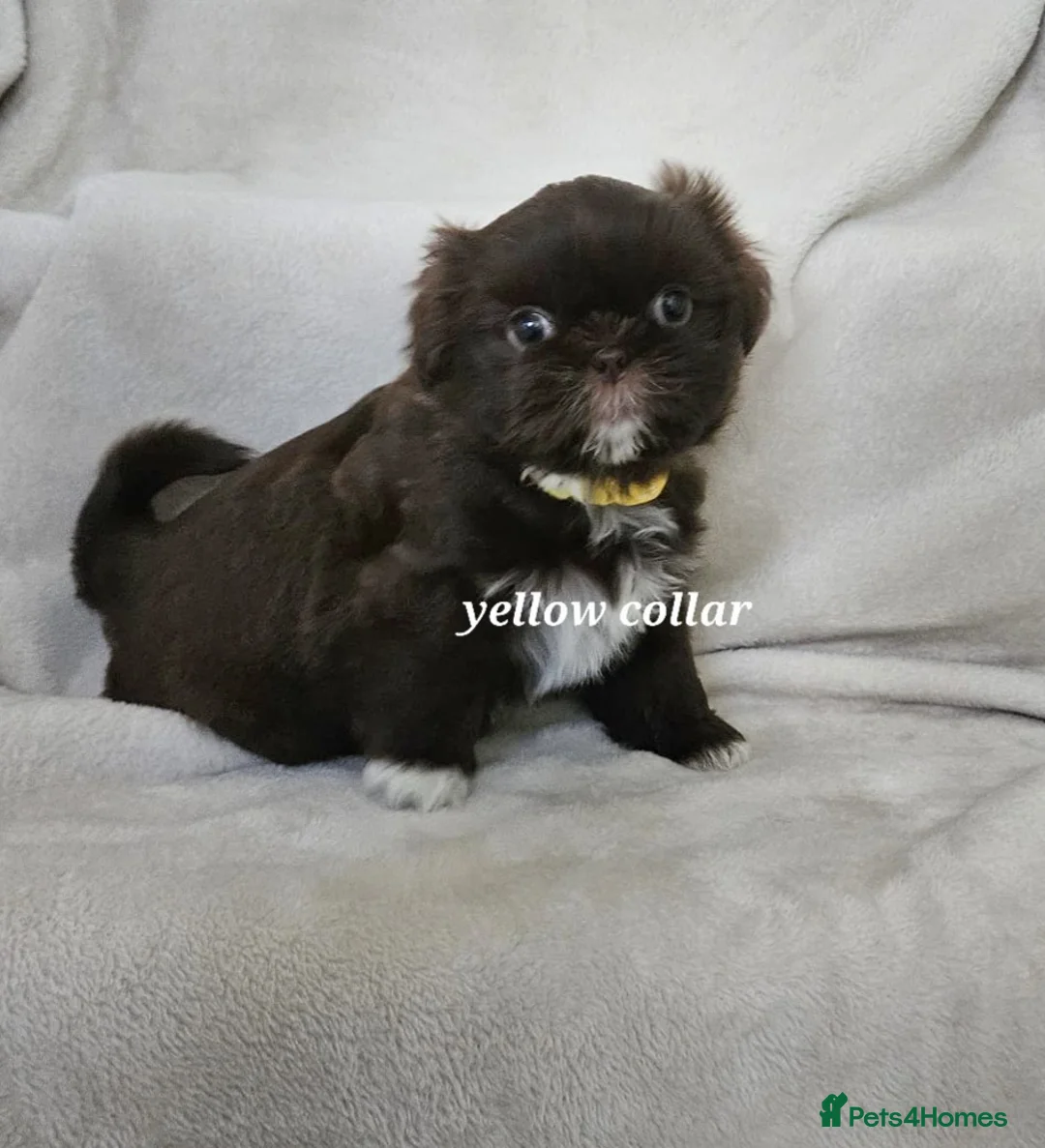 Shih Tzu dogs for sale: Chocolate imperial girls - Advert 16