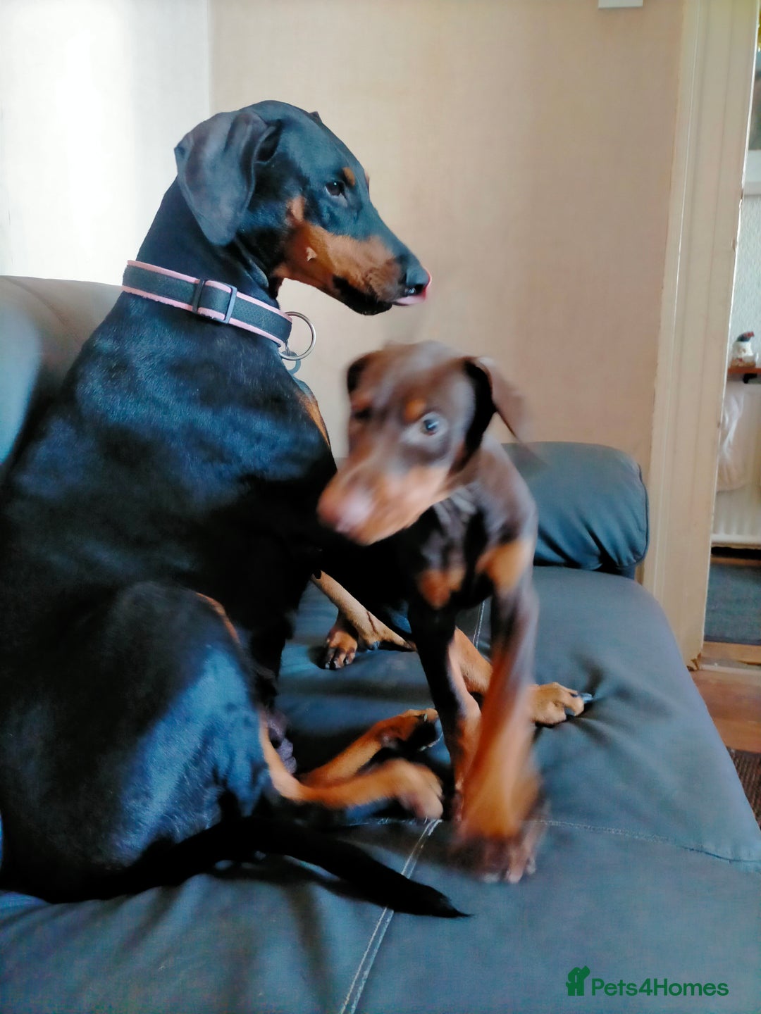 Dobermann dogs for sale: Dobermann puppies - Advert 5