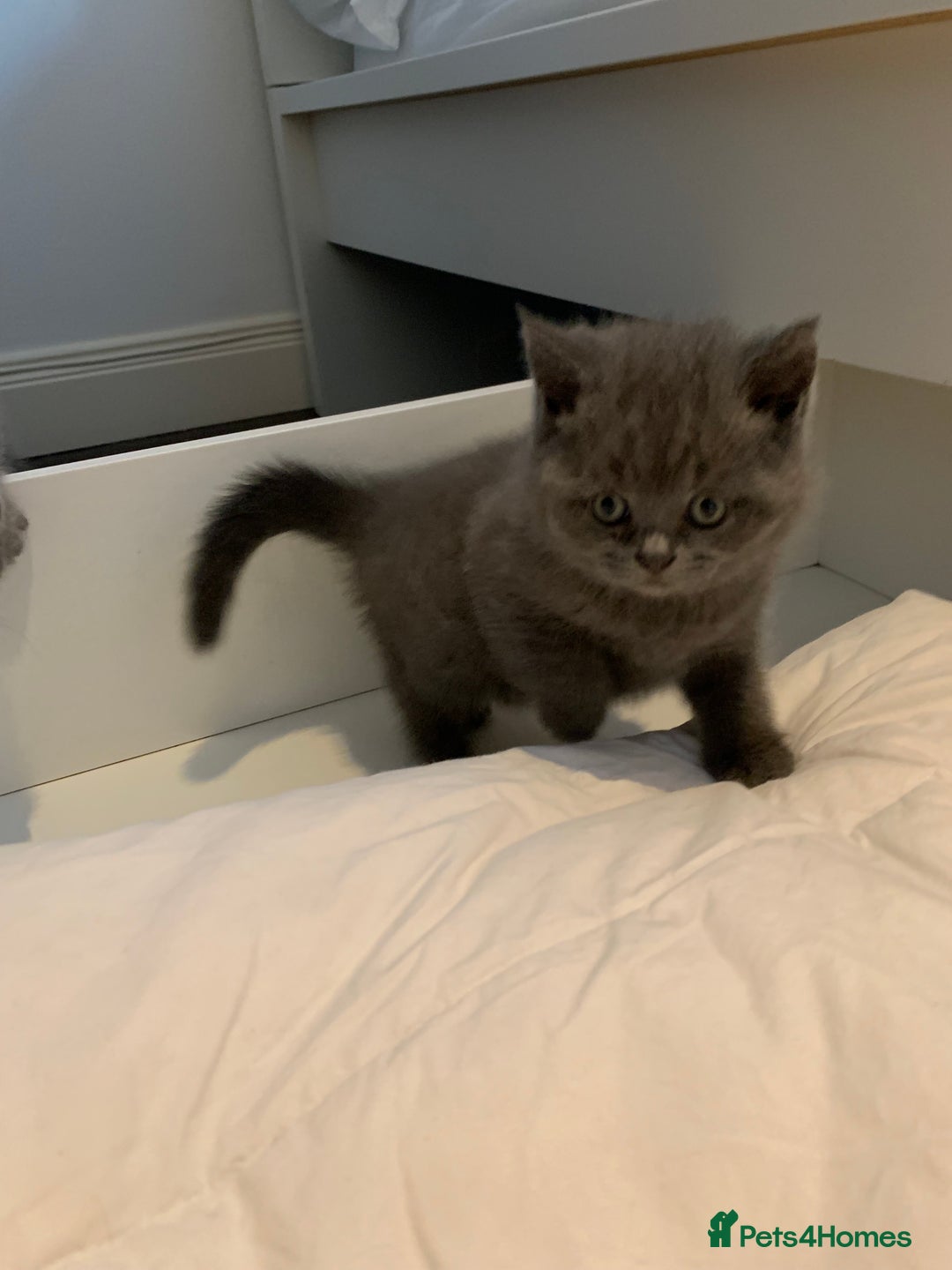 British Shorthair cats for sale: British Shorthair Kittens – Sweet Round Faces 🐻💛 - Image 10