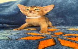 Abyssinian cats for sale: Beautiful Abyssinians kittens - Image 12