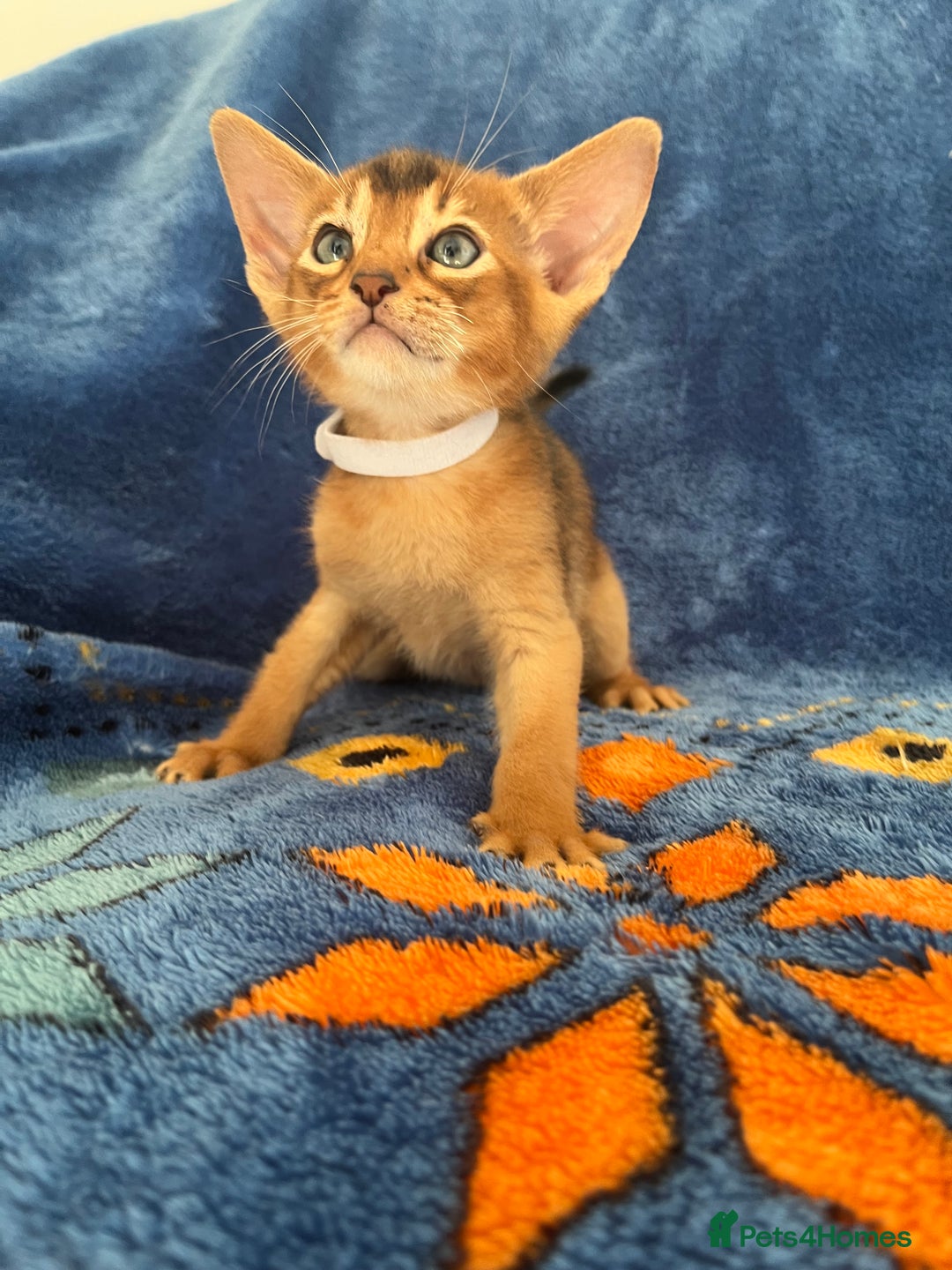 Abyssinian cats for sale: Beautiful Abyssinians kittens - Image 12