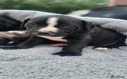 Mixed Breed dogs for sale: Ready to collect – Cane Corso puppies  - Image 34